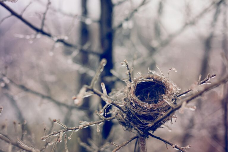 On voit un arbre et un nid vide pour illustrer le syndrome du nid vide